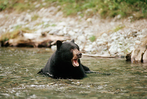 Black bear.jpg