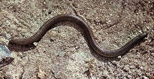 Datei:Blanus cinereus.jpg