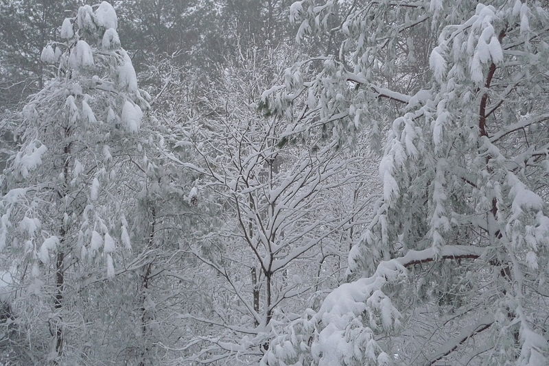 Datei:Blizzard of Feb 2010.jpg