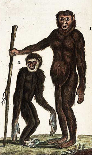 Datei:Buffon Affen.jpg