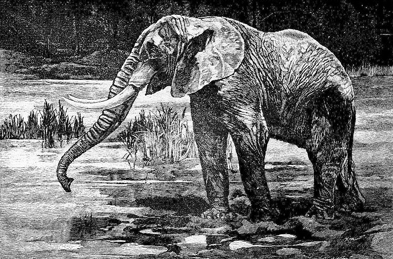 Datei:Cambridge Natural History Mammalia Fig 117.jpg