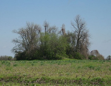 Datei:Chickasawba Mound.jpg