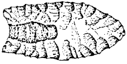 Datei:Clovis Point.gif