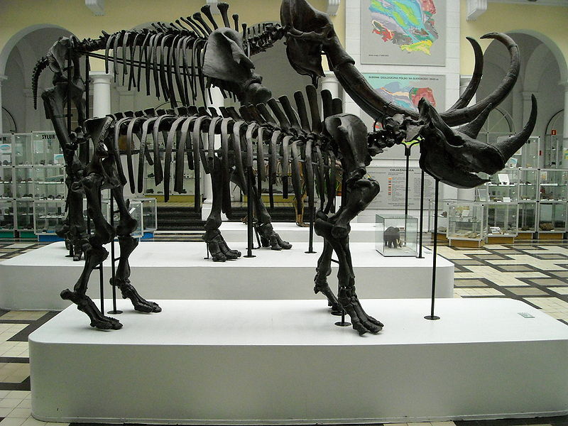 Datei:Coelodonta antiquitatis 1.jpg