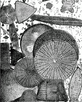 Datei:Diatomées La Nature - 1873.png