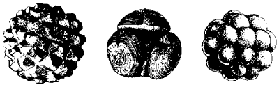 Datei:Hardballs.gif