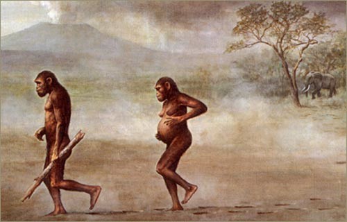 Datei:Homo erectus1.jpg