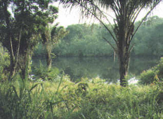 Datei:Jungle 2.jpg