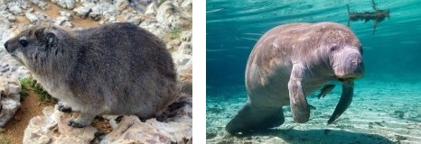 Klippschliefer und Seekuh.jpg