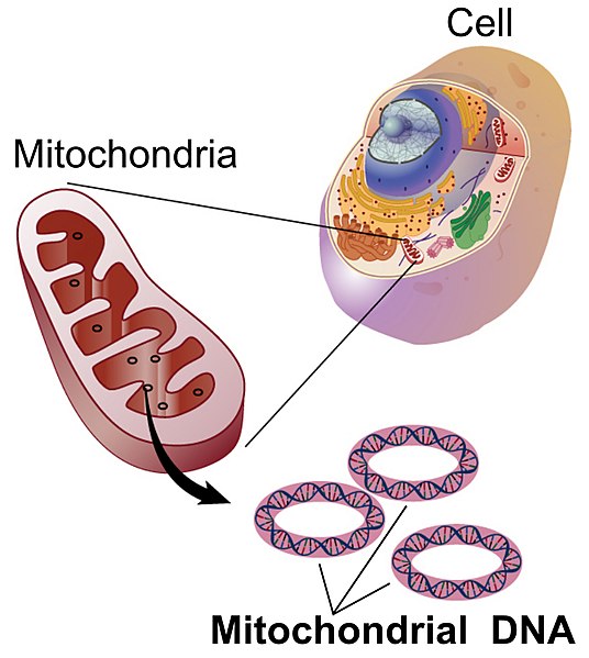 Datei:Mitochondrial DNA lg.jpg