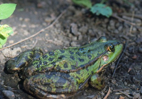 Datei:Rana ridibunda.jpg