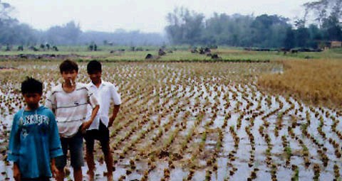 Abb. 1 Reisfeld in Sumatra mit Megalith-Reihen im Hintergrund.