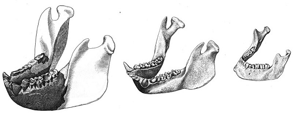 Datei:Riesenkiefer.jpg