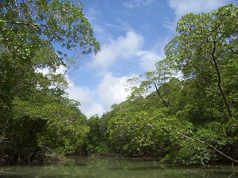 Datei:River in the Amazon rainforest.jpg