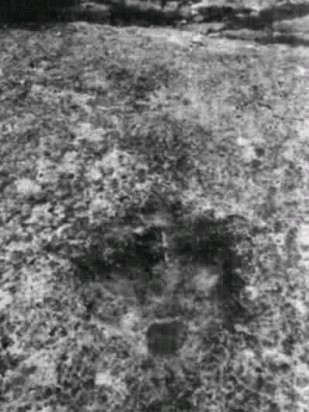 Datei:Versteinerte Dino-Spuren.jpg