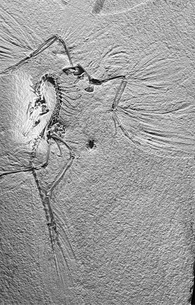 Datei:Archaeoopterix Kopie.jpg