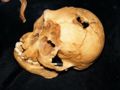 Floresmensch-Cranium.jpg