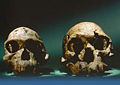 Strange crania.jpg